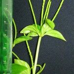 Peperomia lanceolata