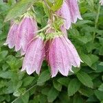 Campanula punctata Blomma