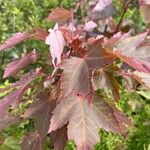 Acer rubrumBlad