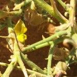 Crotalaria saharae പുഷ്പം