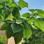 Catalpa ovata Liść