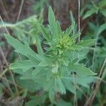 Ambrosia psilostachya Leaf