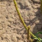Plantago major Плод