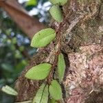 Microgramma reptans Folla