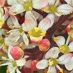 Skimmia japonica 花