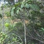 Acropogon moratianus 整株植物