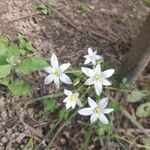 Ornithogalum divergens Flor