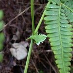 Gleichenella pectinata Leaf