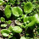 Cochlearia officinalis Hostoa