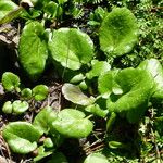 Cochlearia officinalis Leaf