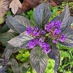 Heliotropium arborescens Cvet