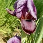 Iris haynei Lorea