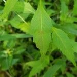 Lycopus virginicus Leaf