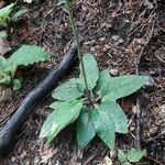 Hieracium stelligerum Leaf