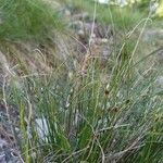 Juncus trifidus Çiçek