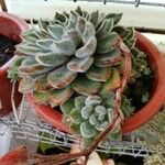 Echeveria setosaHostoa