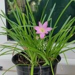 Zephyranthes rosea Habitus