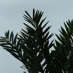 Bactris campestris List