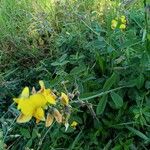 Crotalaria juncea Floare