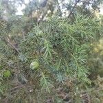 Juniperus oxycedrus Листок