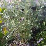 Artemisia absinthium Листок