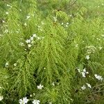 Equisetum pratense Other