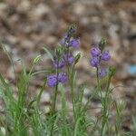 Polygala nicaeensis Цветок