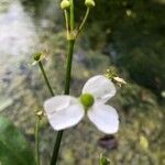 Sagittaria graminea फूल