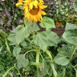 Helianthus annuus 整株植物