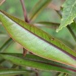 Foetidia mauritiana Leaf