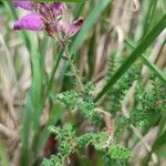 Erica ciliaris Foglia