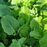 Brassica juncea पत्ता