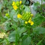 Barbarea rupicola Flower