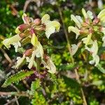 Pedicularis lapponica Flor