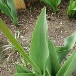 Tulipa gesneriana ഇല