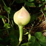 Decalobanthus peltatus Fruit