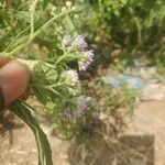 Ethulia conyzoides Flor