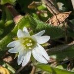 Cerastium pumilum Habitat