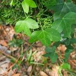 Passiflora lutea Φύλλο