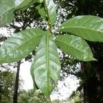 Chrysophyllum venezuelanense Otro