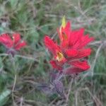 Castilleja parviflora 整株植物