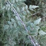 Rubus thibetanus Hoja