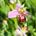 Ophrys apifera Õis