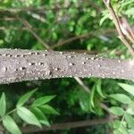 Sorbaria tomentosa Corteza