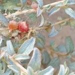 Atriplex semibaccata Blatt