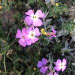 Marcus-kochia littorea Flower