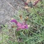 Astragalus vesicarius Flower