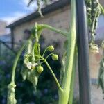 Solanum nigrescens Plod