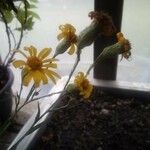 Pityopsis graminifolia Çiçek