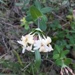 Lonicera implexa عادت داشتن